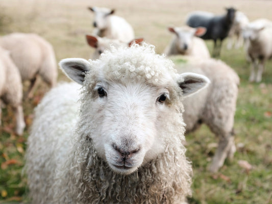 The Wool Journey: How Natural Fibers Shape Interiors and Wellbeing